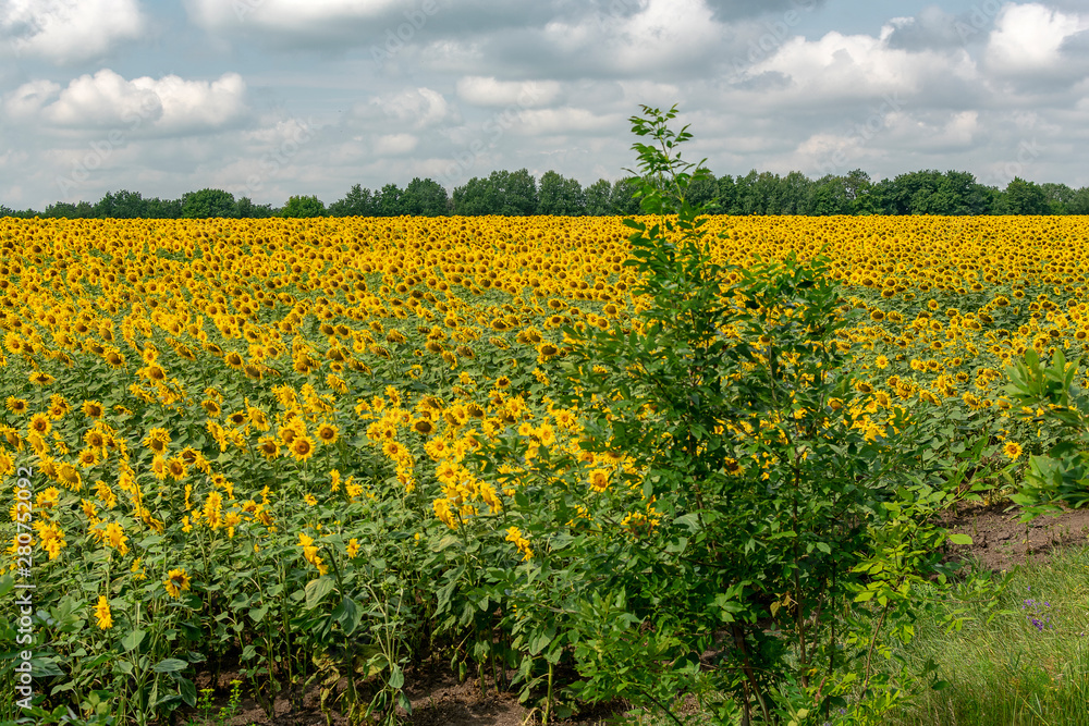  Field of bright yellow sunflowers on a sunny summer day