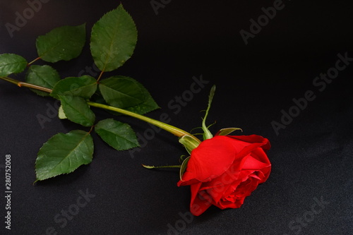 赤い バラ 薔薇 ばら 一輪 黒バック 黒背景 マクロ 接写 Stock Photo Adobe Stock 赤い バラ 薔薇 ばら 一輪 黒バック 黒背景 マクロ 接写 Stock Photo Adobe Stock