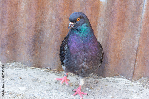 a domestic pigeon with dark plumage 
