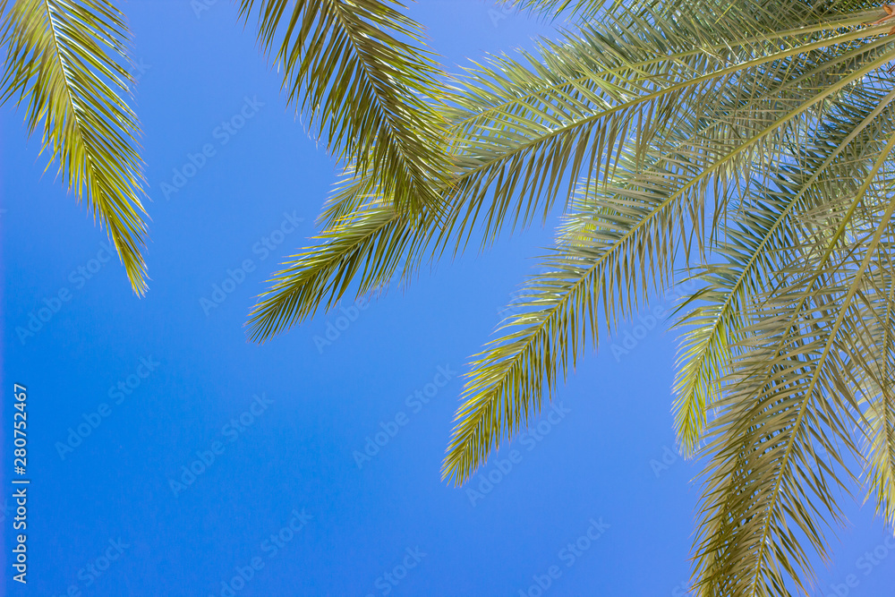 palm tree leaves vivid blue sky background tropic scenic landscape wallpaper pattern with empty space for copy or text palm tree leaves vivid blue sky background tropic scenic landscape wallpaper pattern with empty space for copy or text