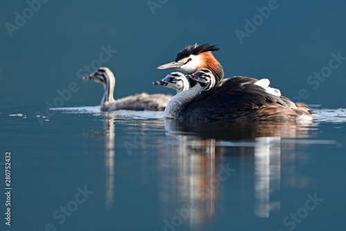 Haubentaucher (Podiceps cristatus) mit Jungtieren - Great crested grebe photo