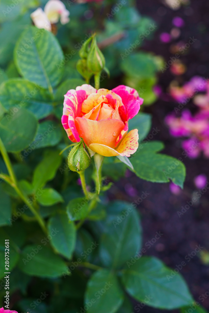 Beautiful bud of yellow pink roses with a garden in the village. Summer landscape.