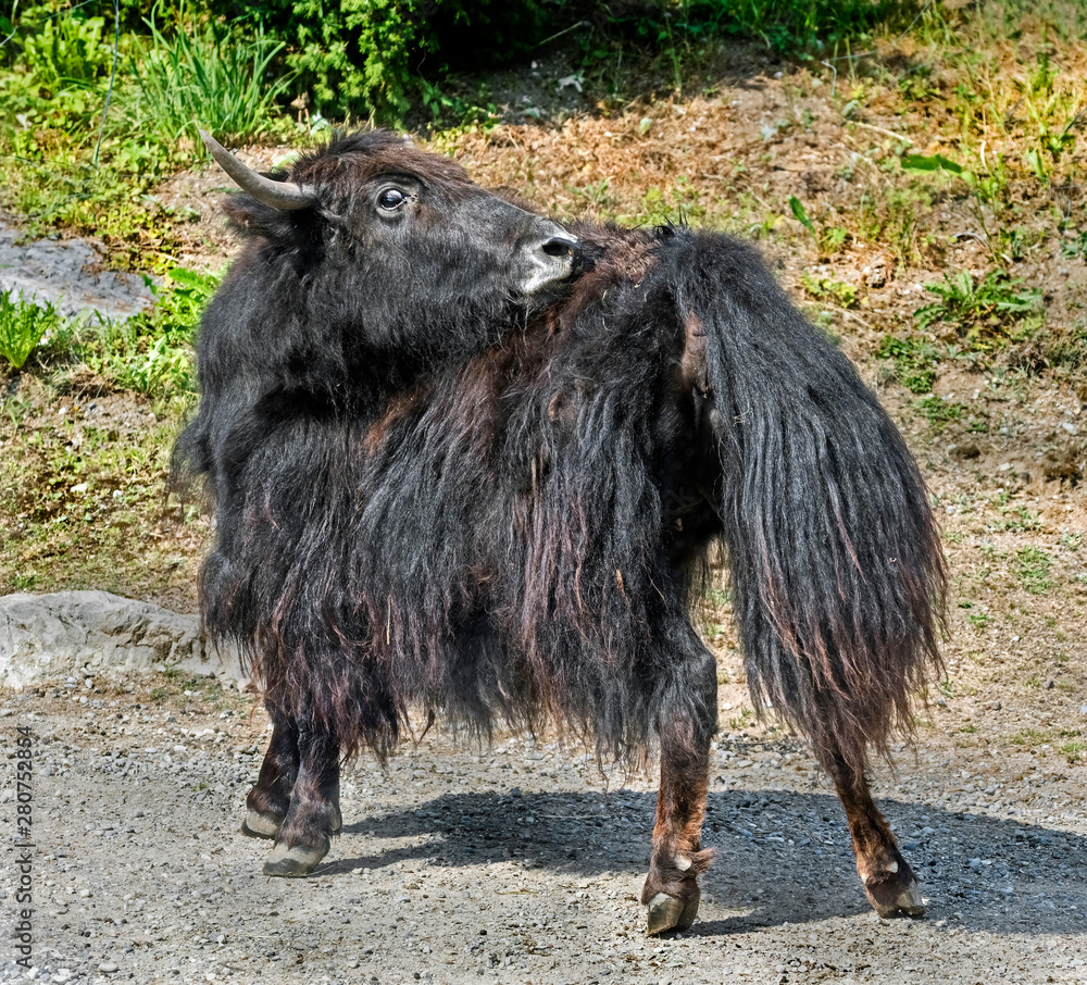 Black domestic yak. Latin name - Bos grunniens and Bos mutus Black domestic yak. Latin name - Bos grunniens and Bos mutus