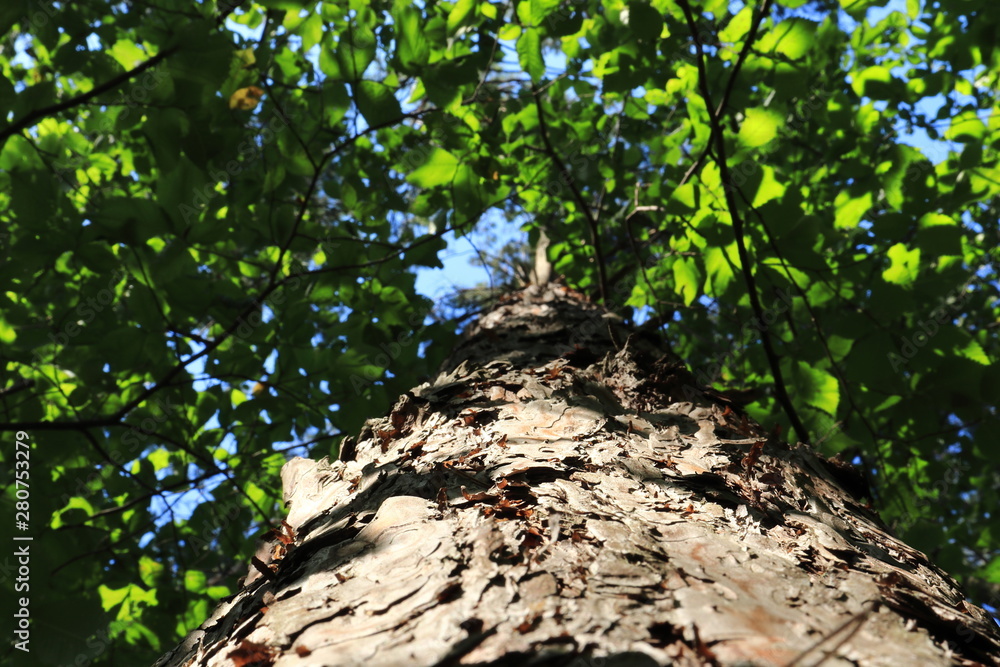 Bottom view of a tall old pine tree in the forest Bottom view of a tall old pine tree in the forest
