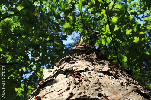 Bottom view of a tall old pine tree in the forest