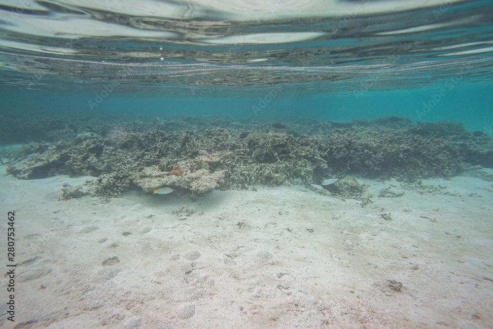 Amazing underwater world view. Dead reef corals and beautiful fishes in blue water of Indian Ocean. Snorkeling. Maldives.