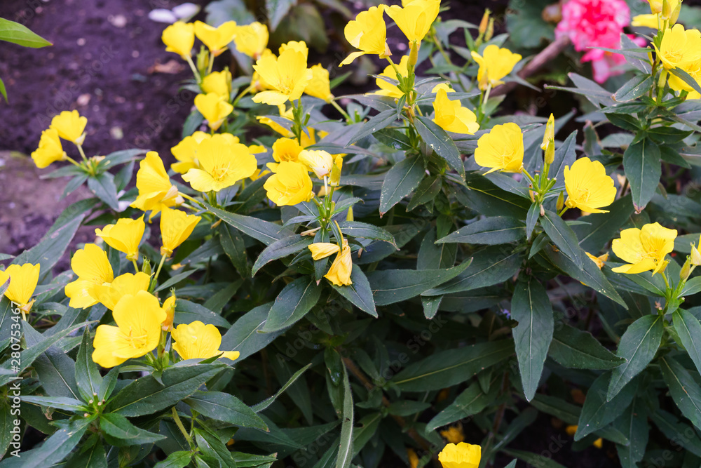 Evening primrose yellow flowers on a bed in the garden. Evening primrose yellow flowers on a bed in the garden.