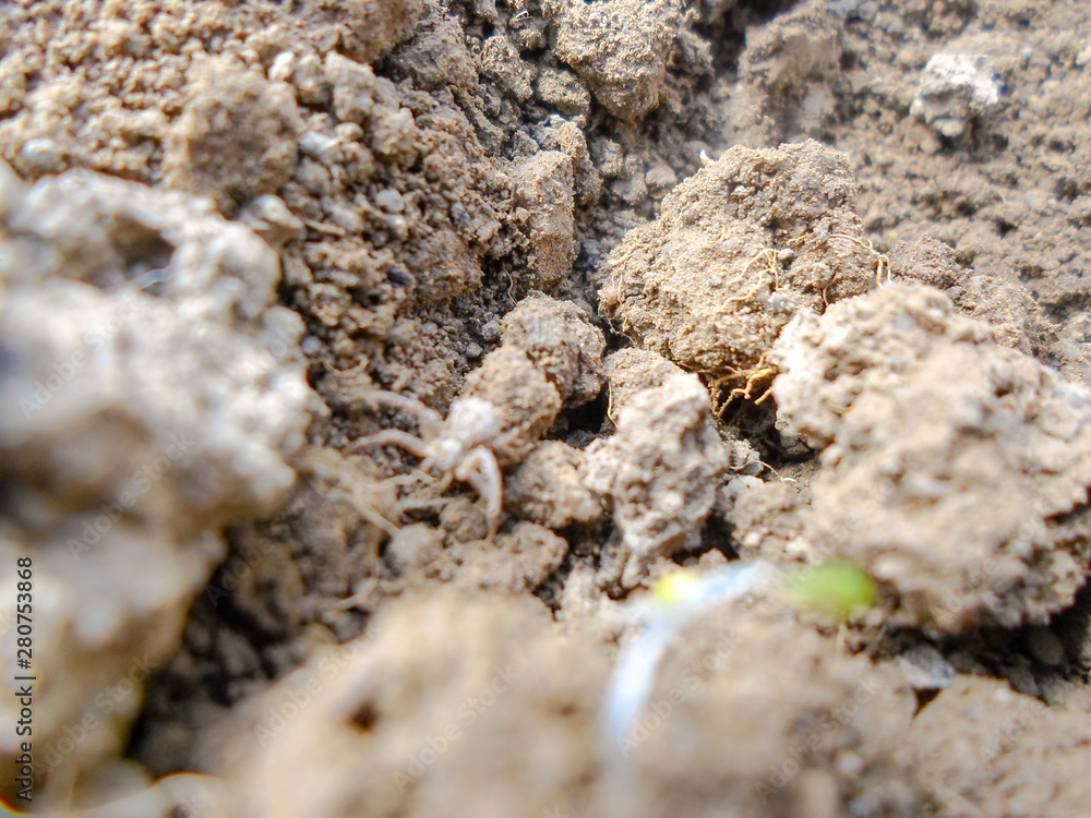 Background texture soil top view loose ground Background texture soil top view loose ground