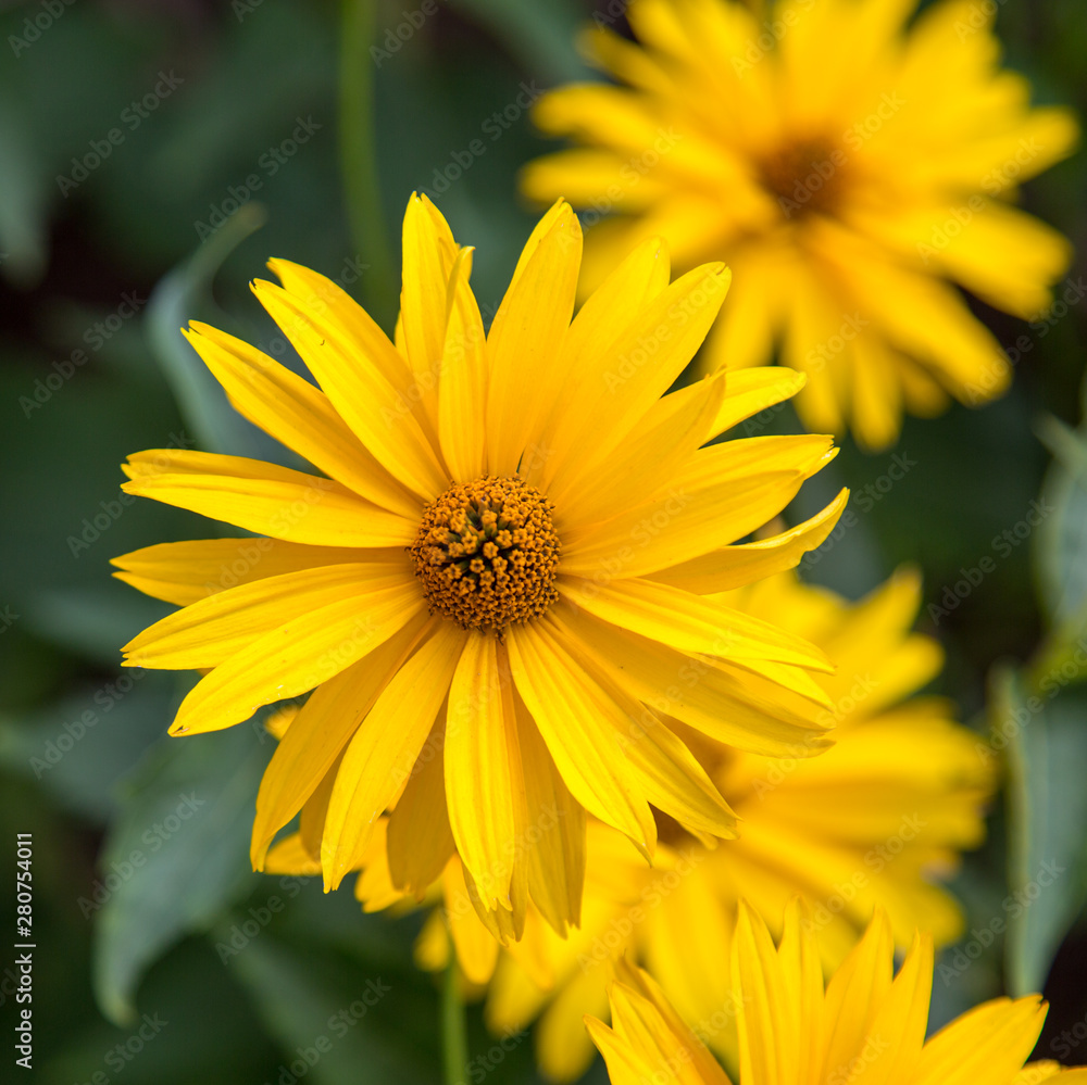 Chamomile yellow on green background in contoured sunlight Selective focus Flowers flora Chamomile yellow on green background in contoured sunlight Selective focus Flowers flora