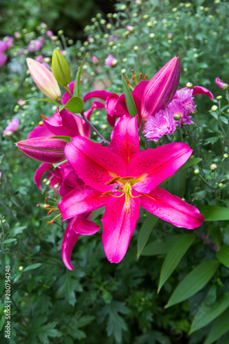 Lily pink on a background of green in the contoured sunlight Selective focus Flowers flora