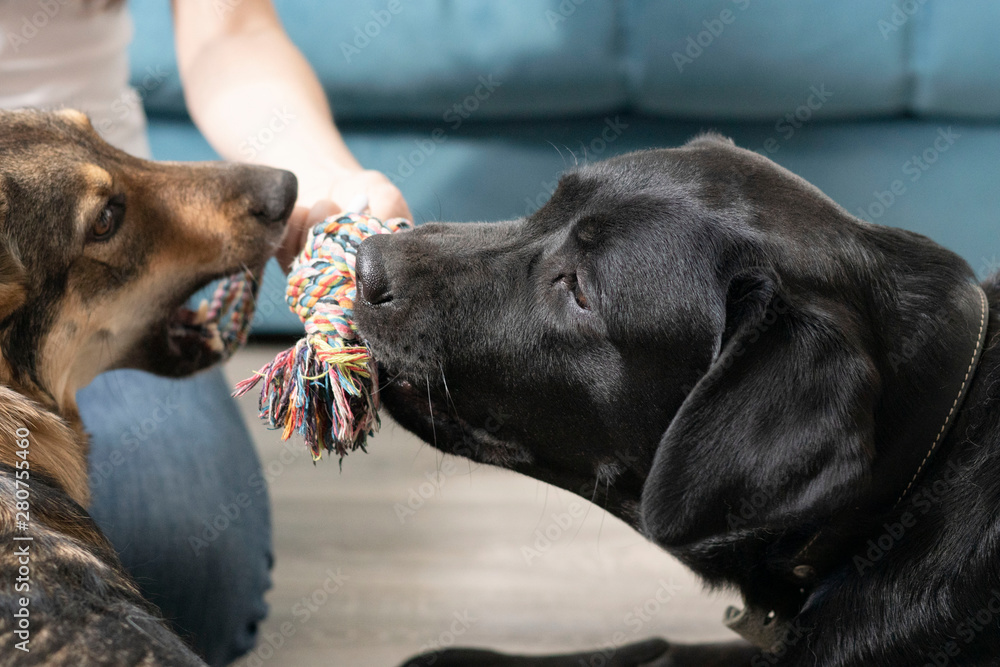 The owner plays with the dogs in the house. The owner plays with the dogs in the house.