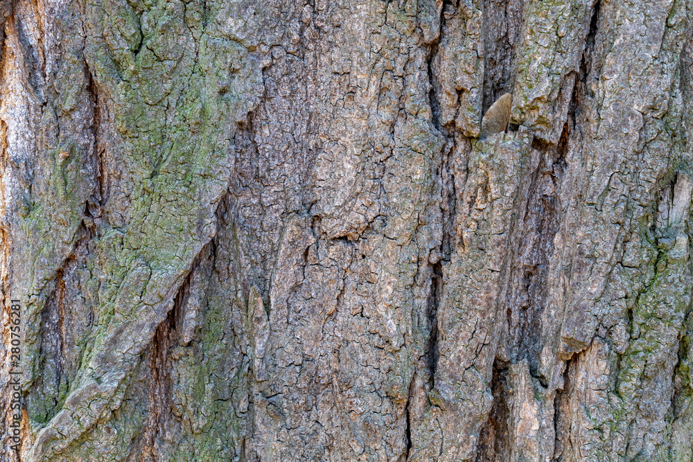 Obraz premium Closeup Tree Bark Texture Background