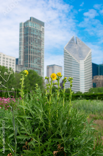 Yellow Flowers at a Park with Downtown Chicago Skyscrapers in the Background