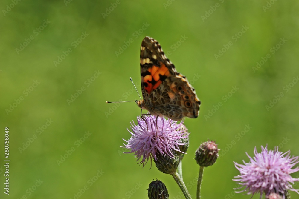 Distelfalter (Vanessa cardui) auf Kratzdistel Distelfalter (Vanessa cardui) auf Kratzdistel