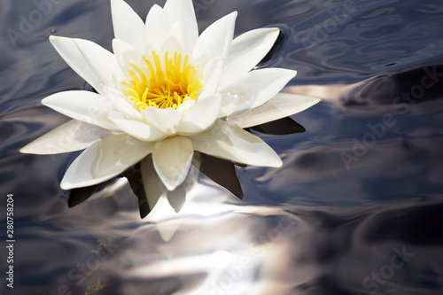 white water lily in pond photo