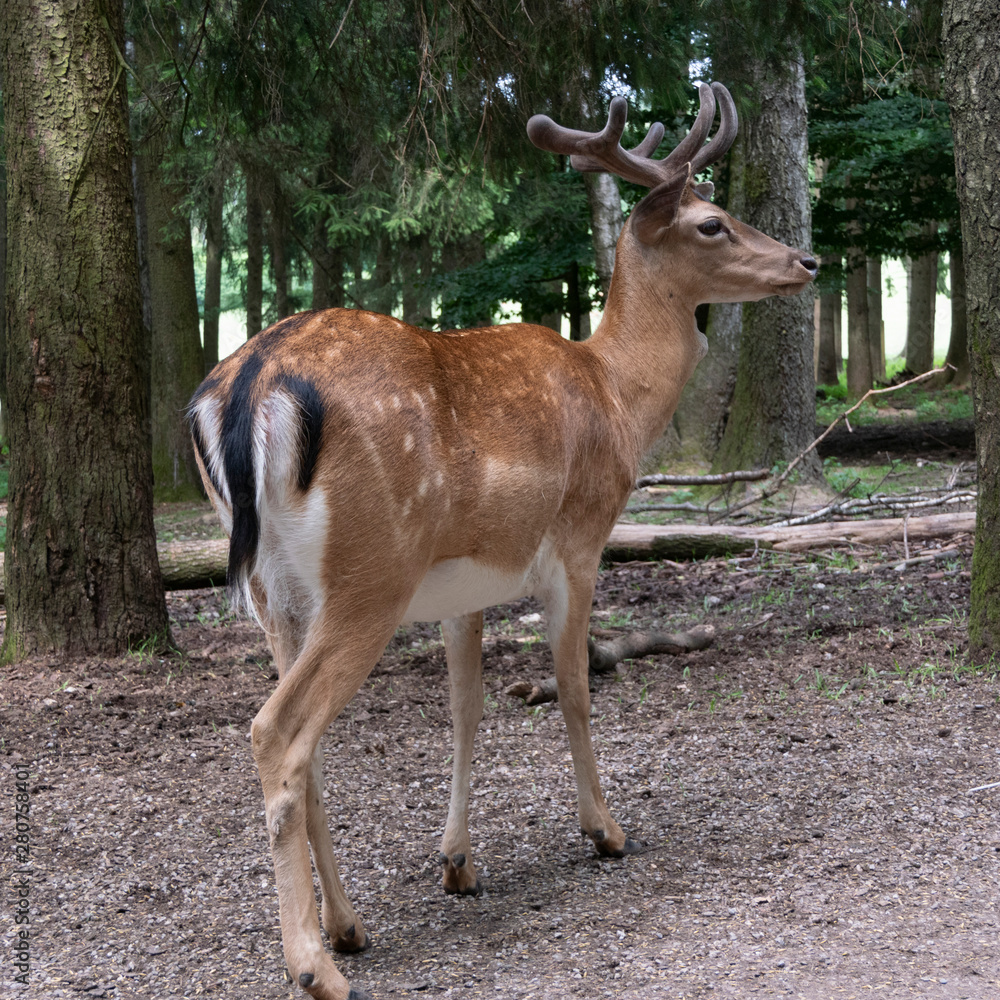 Damhirsch seitlich Damhirsch seitlich