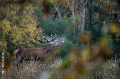 Red stag deer during autumn rutting season © Gabriel Cassan