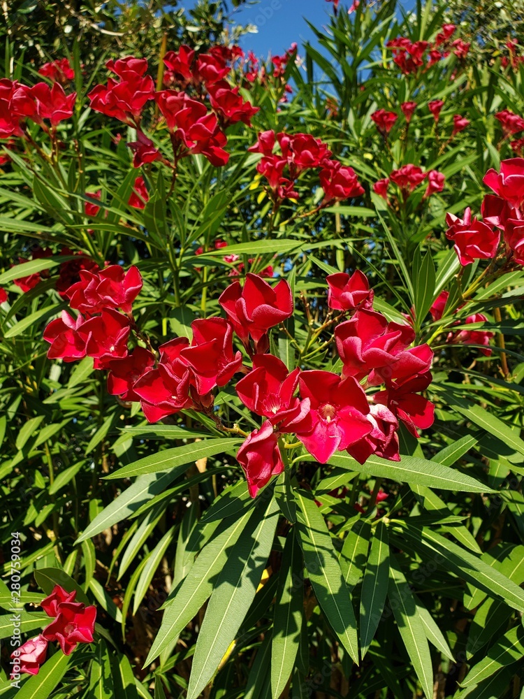 Red Flowers Red Flowers