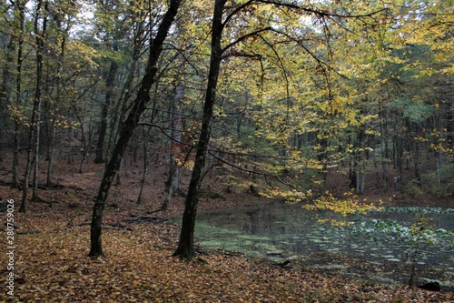 lago in un bosco 