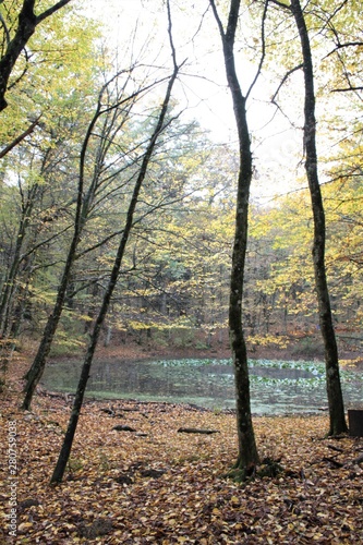 lago in un bosco 