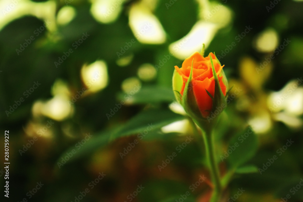 small rosebud in soft focus on blurred green background small rosebud in soft focus on blurred green background