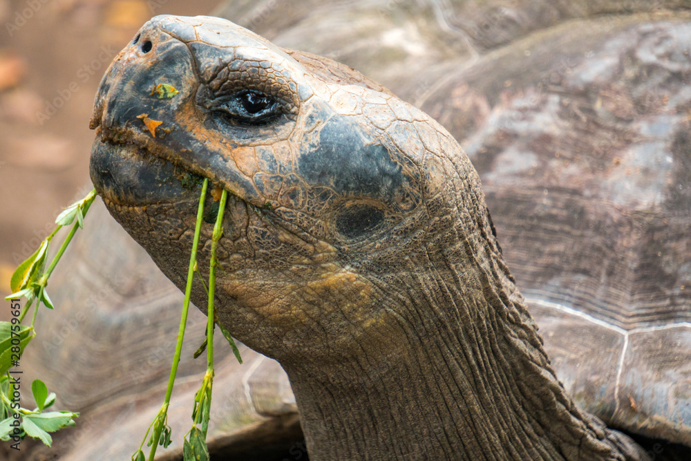 Cute galapagos turtle eating plants in Ecuador Cute galapagos turtle eating plants in Ecuador