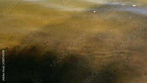 Black spot move in the water  photo