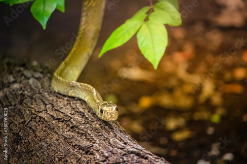 Photography Rat Snake a non venomous snake, feed primarily on rodents and birds