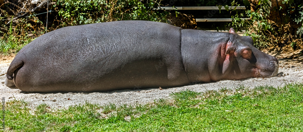 Young hippopotamus sleeping on the sand in its enclosure. Latin name - Hippopotamus amphibius Young hippopotamus sleeping on the sand in its enclosure. Latin name - Hippopotamus amphibius