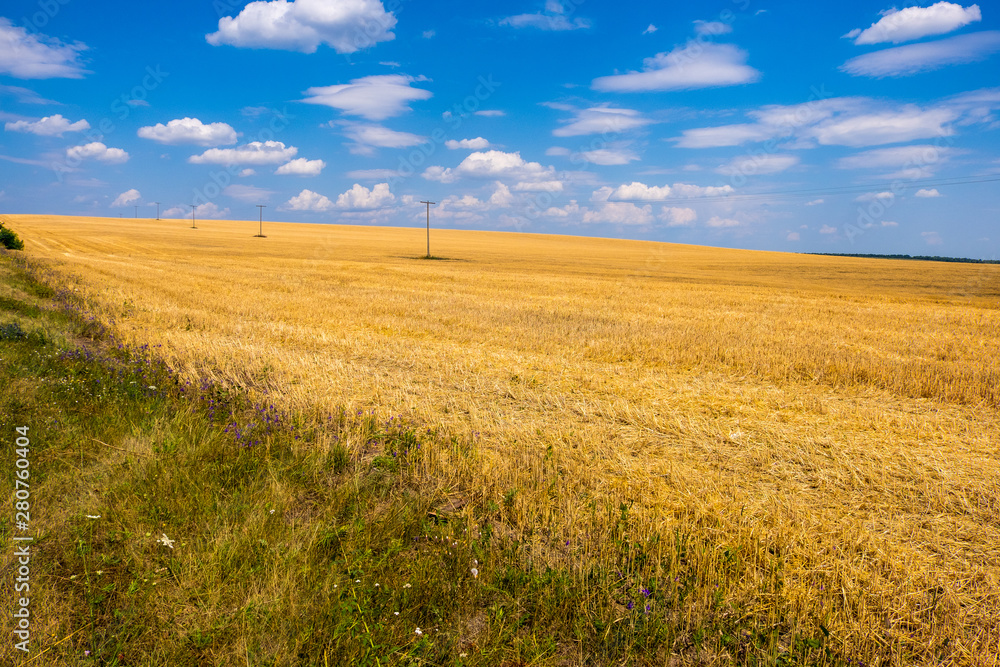 Golden wheat field against a blue sky, Ukraine
