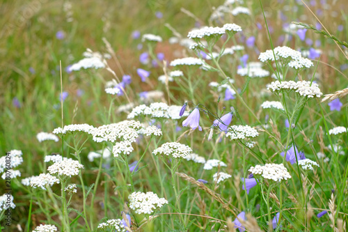 Schafsgarbe mit blauen Blumen 
