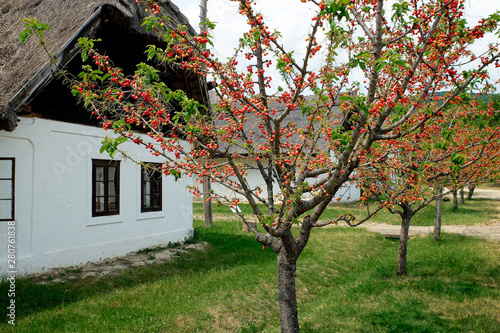 village street with cherry trees in spring photo