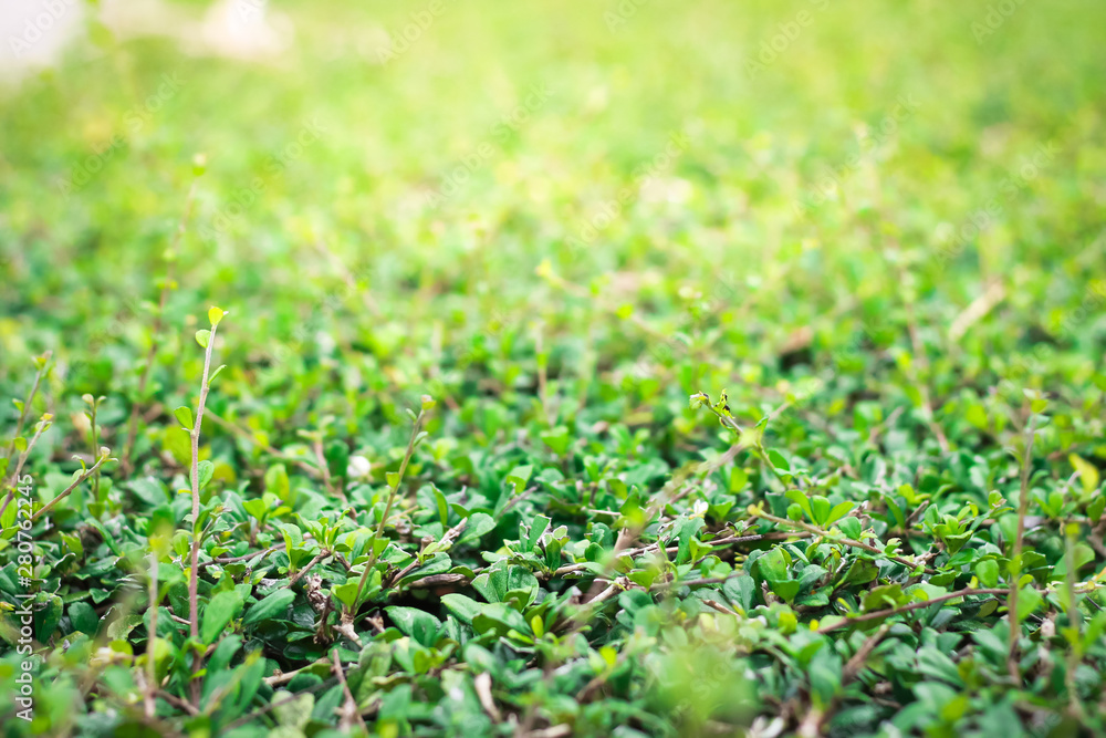 Green leaves texture background with sunlight in the summer season at the garden field. Green leaves texture background with sunlight in the summer season at the garden field.