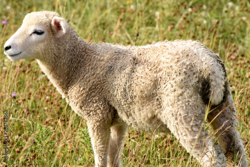 Sheep grazing and resting near the Stonehenge monument in Salisbury  England