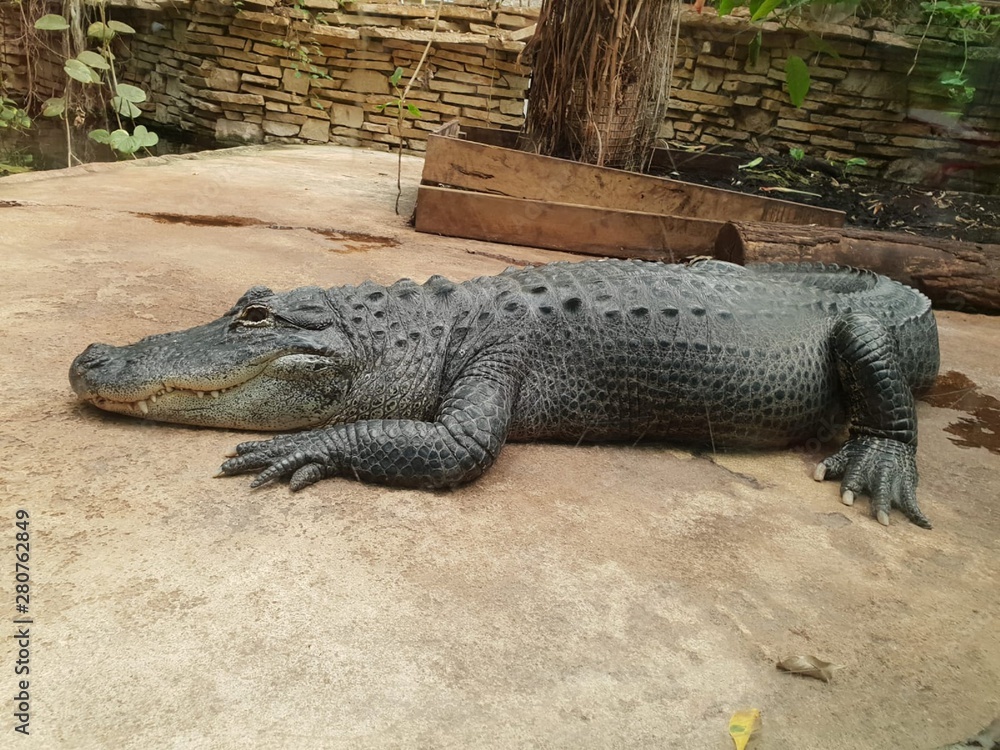 Obraz premium crocodil