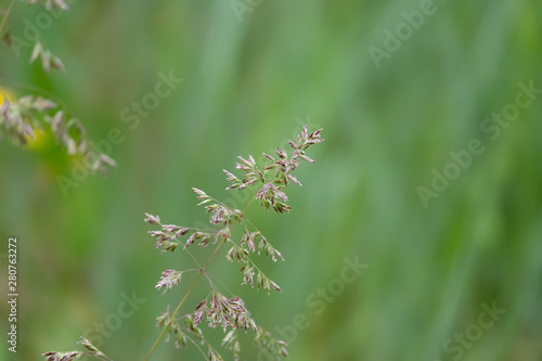Meadow Grass Inflorescence in Springtime