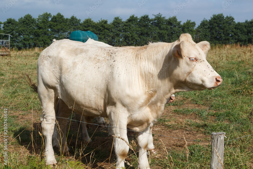 White charolaise cows in a field in Brittany White charolaise cows in a field in Brittany