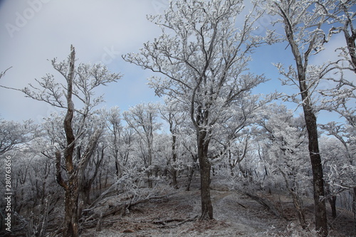 樹氷のついた木