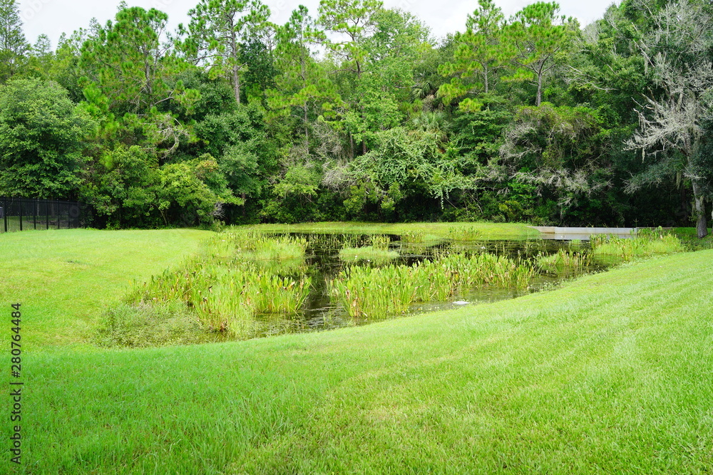 beautiful tropical tree leaf and pond	in spring