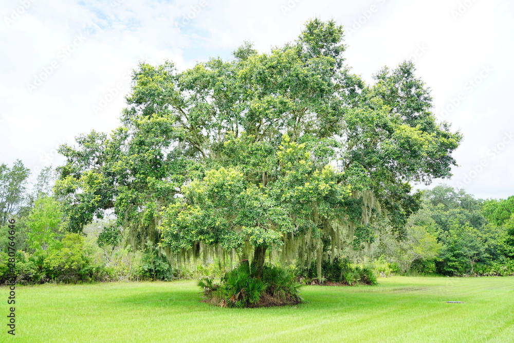  moss on the tree	and grass