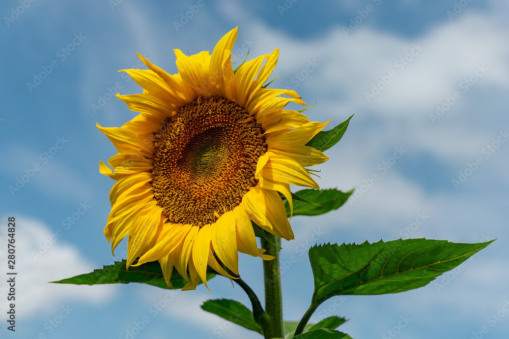 Bright yellow sunflower closeup summer sunny day Bright yellow sunflower closeup summer sunny day