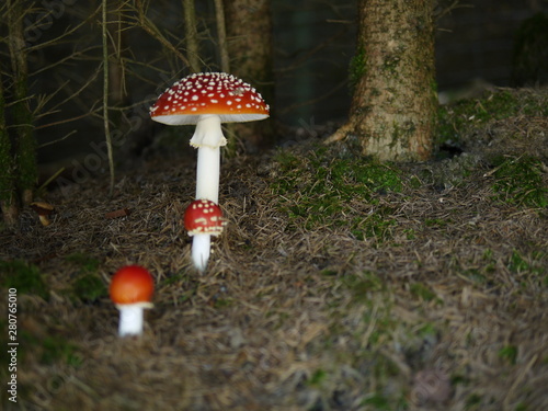 Pilze im dunklen Wald / Mushrooms in dark forest photo