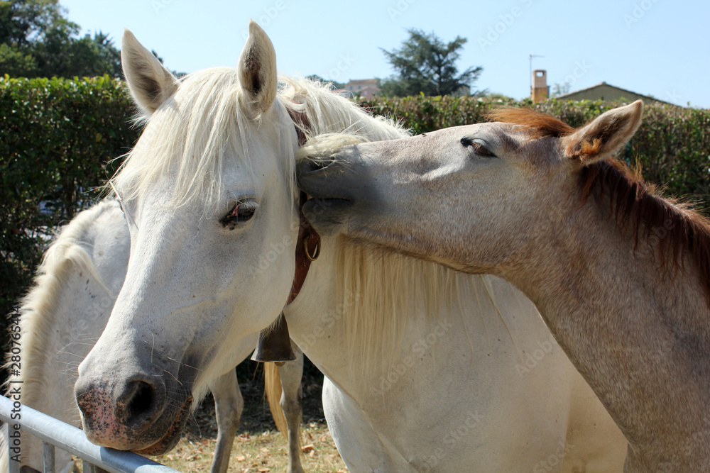 Obraz premium câlin