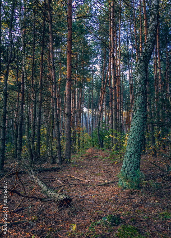 Autumn woods Autumn woods