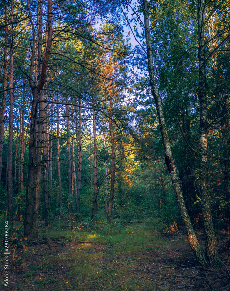 Obraz premium Autumn woods