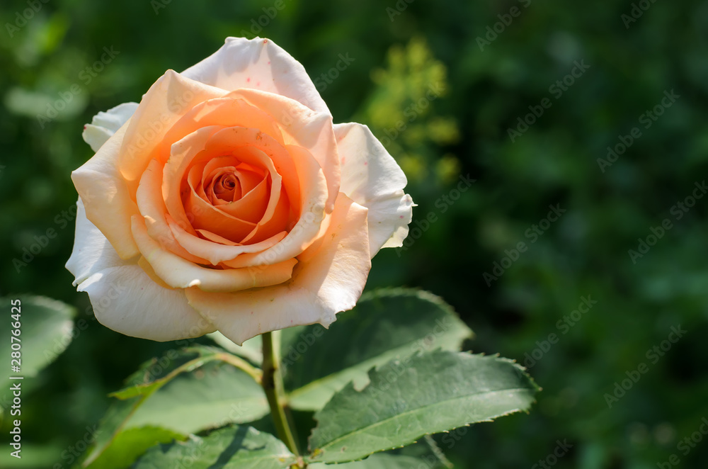 Delicate creamy-orange rose in a summer garden in sunny day, close-up, limited depth of field