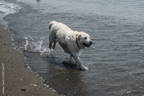 Perro corriendo por el agua del mar © AmiraKala