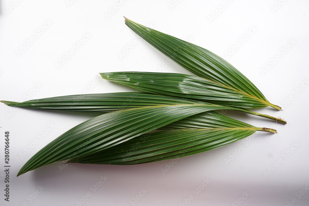Obraz premium green coconut leaves on white background