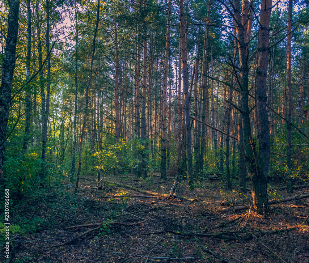 Autumn woods