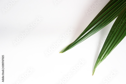green coconut leaves on white background